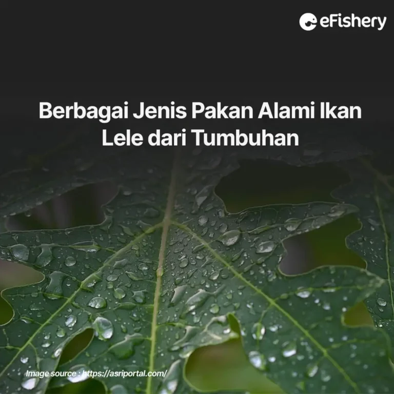 pakan alami ikan lele dari tumbuhan