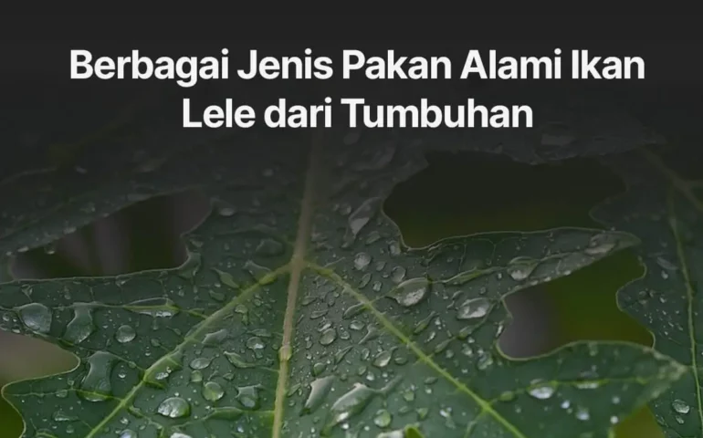 pakan alami ikan lele dari tumbuhan