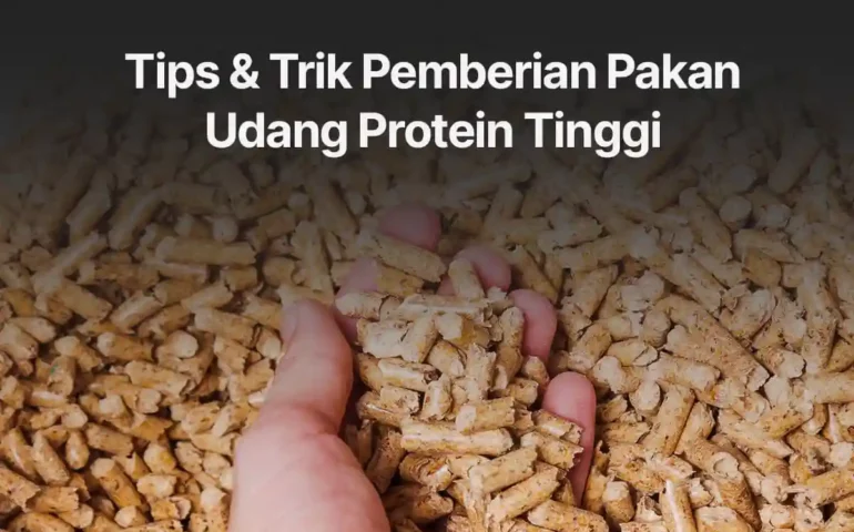 tip pemberian pakan udang protein tinggi