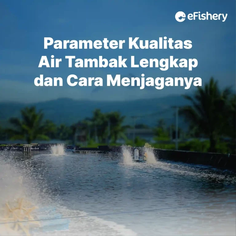 parameter kualitas air tambak udang dan cara menjaganya