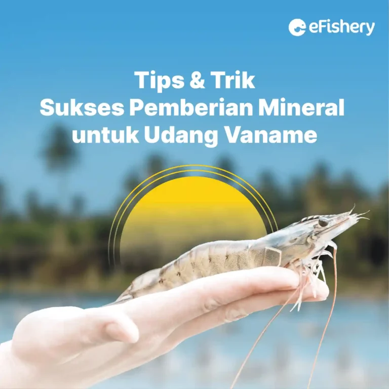 pemberian mineral untuk udang vaname