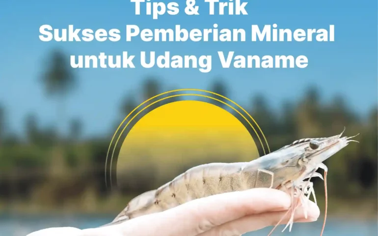 pemberian mineral untuk udang vaname