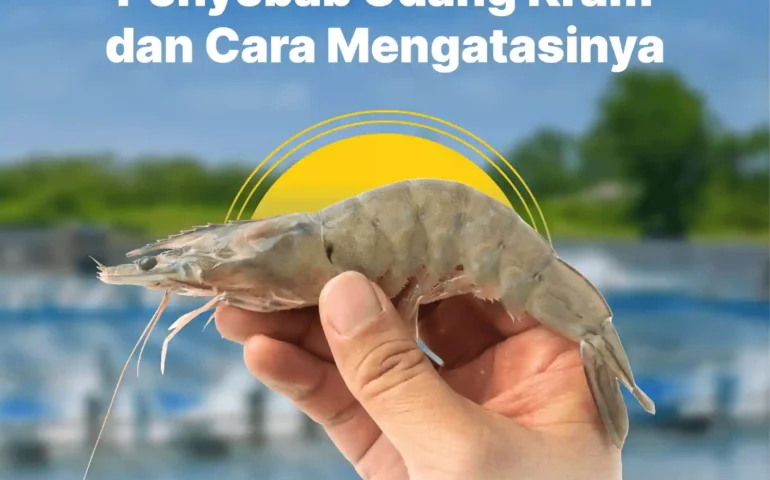 penyebab udang kram dan cara mengatasinya