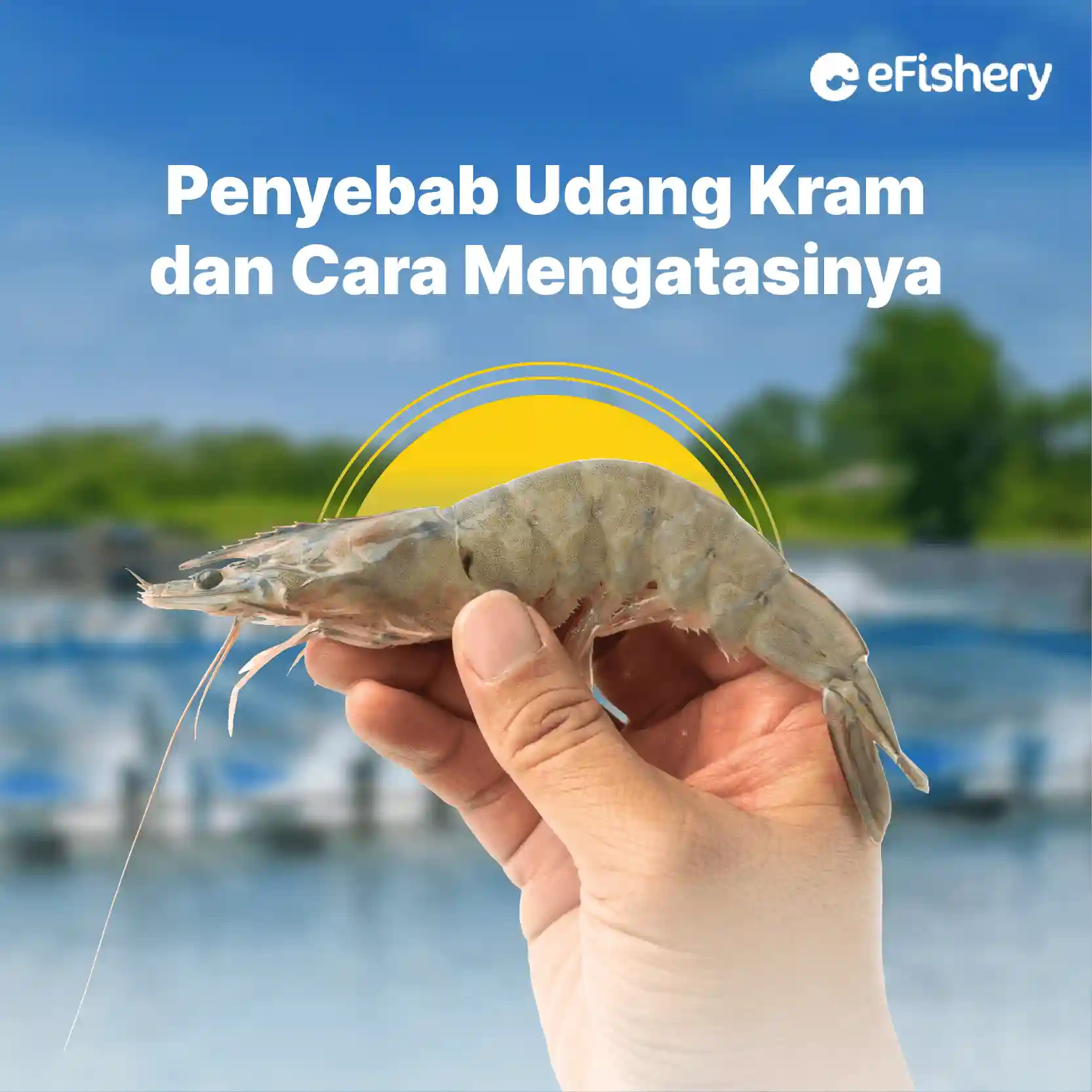 penyebab udang kram dan cara mengatasinya