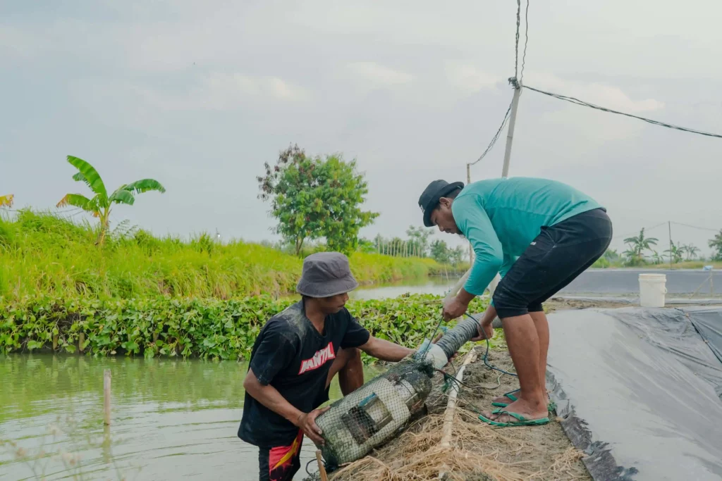 petambak membersihkan tambak udang