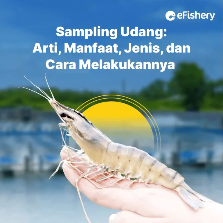 sampling udang