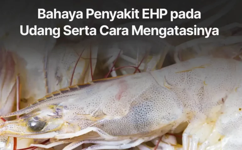 bahaya penyakit ehp pada udang serta cara mengatasinya