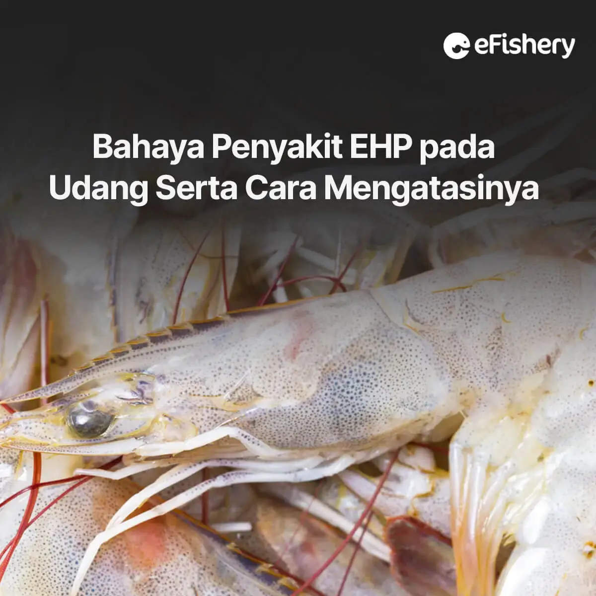 bahaya penyakit ehp pada udang serta cara mengatasinya