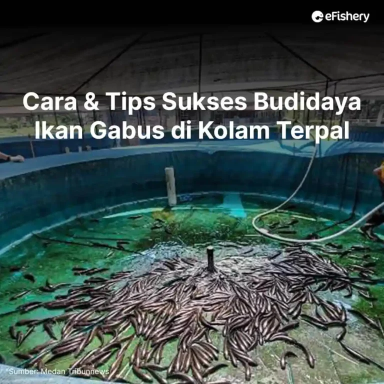 budidaya ikan gabus di kolam terpal