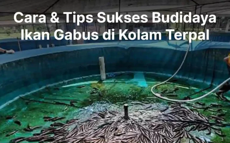 budidaya ikan gabus di kolam terpal