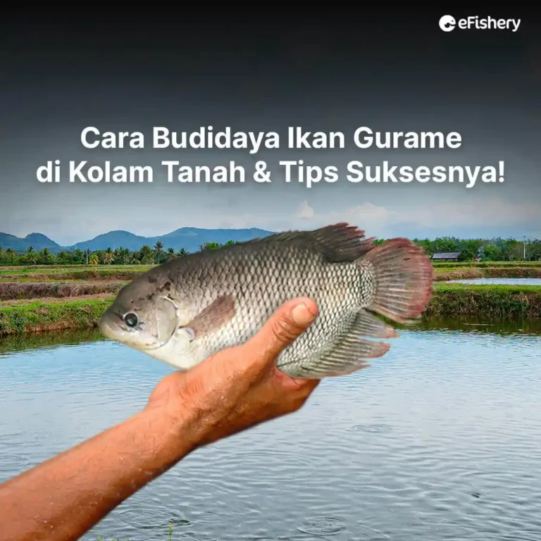 budidaya ikan gurame di kolam tanah