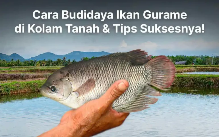 budidaya ikan gurame di kolam tanah