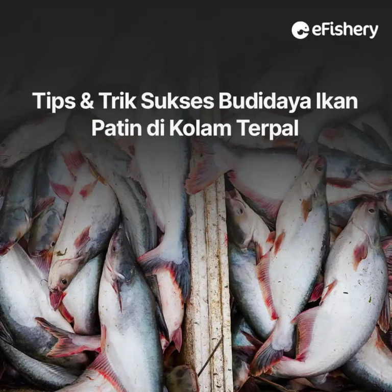 budidaya ikan patin di kolam terpal