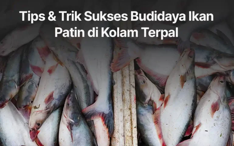 budidaya ikan patin di kolam terpal