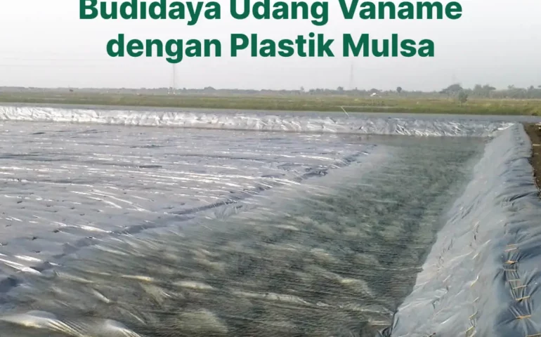 budidaya udang vaname dengan plastik mulsa