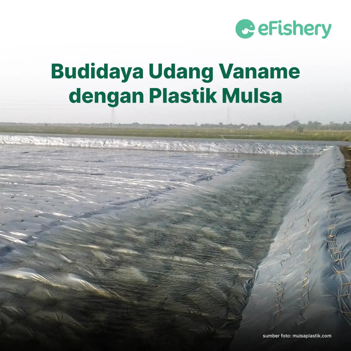 budidaya udang vaname dengan plastik mulsa