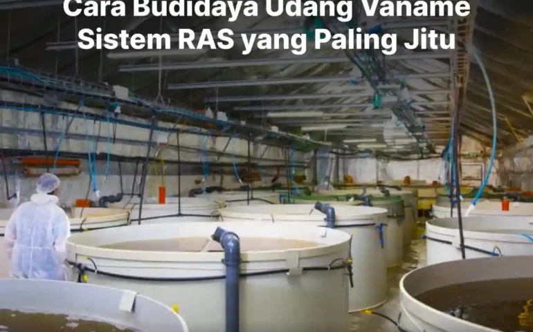 cara budidaya udang vaname sistem ras