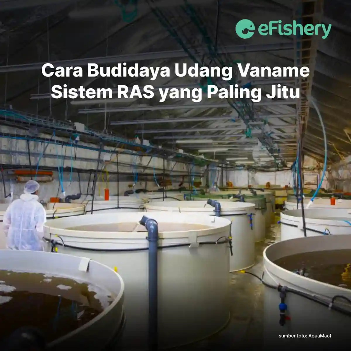 cara budidaya udang vaname sistem ras