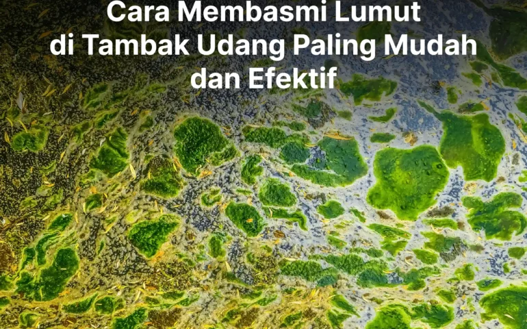 cara membasmi lumut di tambak udang paling mudah dan efektif