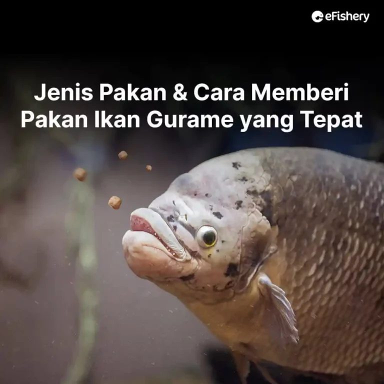 cara memberi pakan ikan gurame