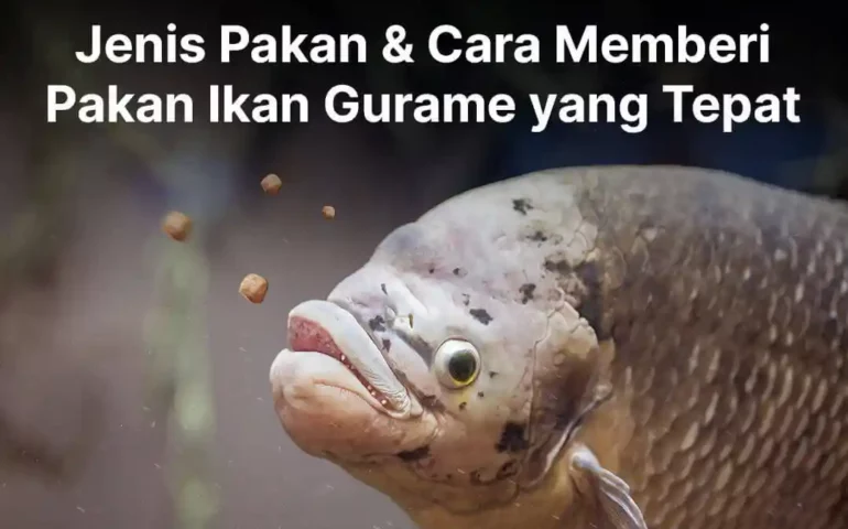 cara memberi pakan ikan gurame