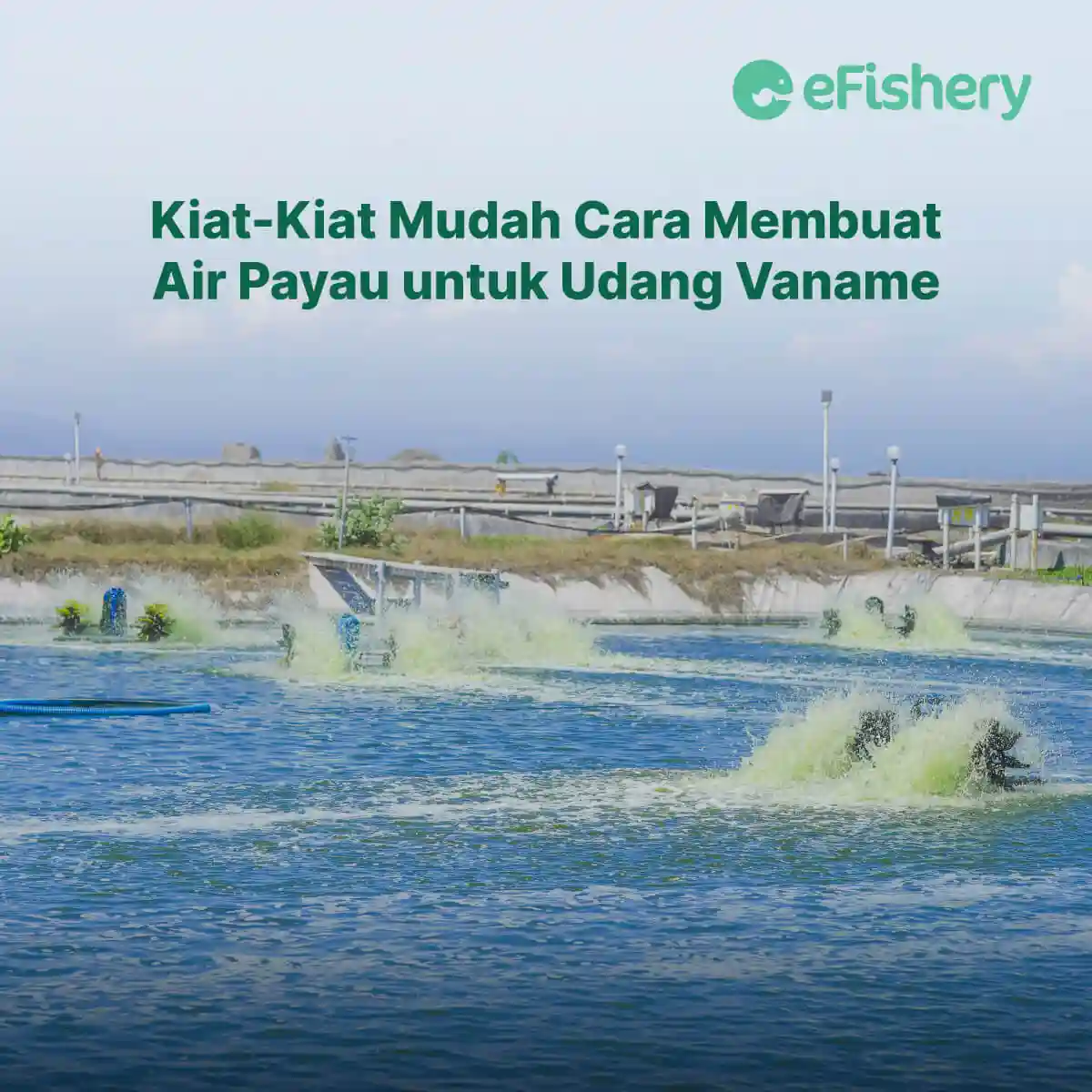 kiat-kiat mudah cara membuat air payau untuk udang vaname