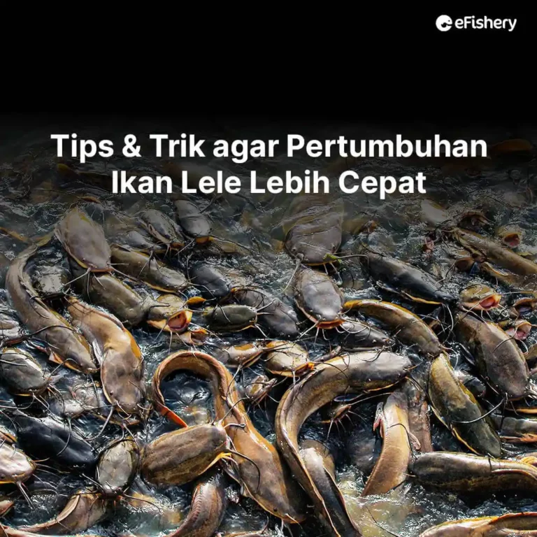 pertumbuhan ikan lele