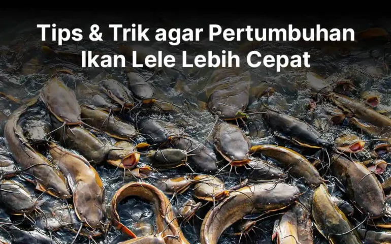 pertumbuhan ikan lele