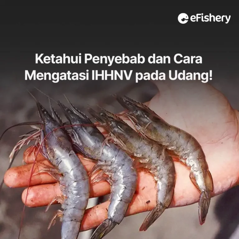 penyebab dan cara mengatasi ihhnv pada udang