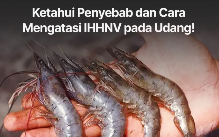 penyebab dan cara mengatasi ihhnv pada udang