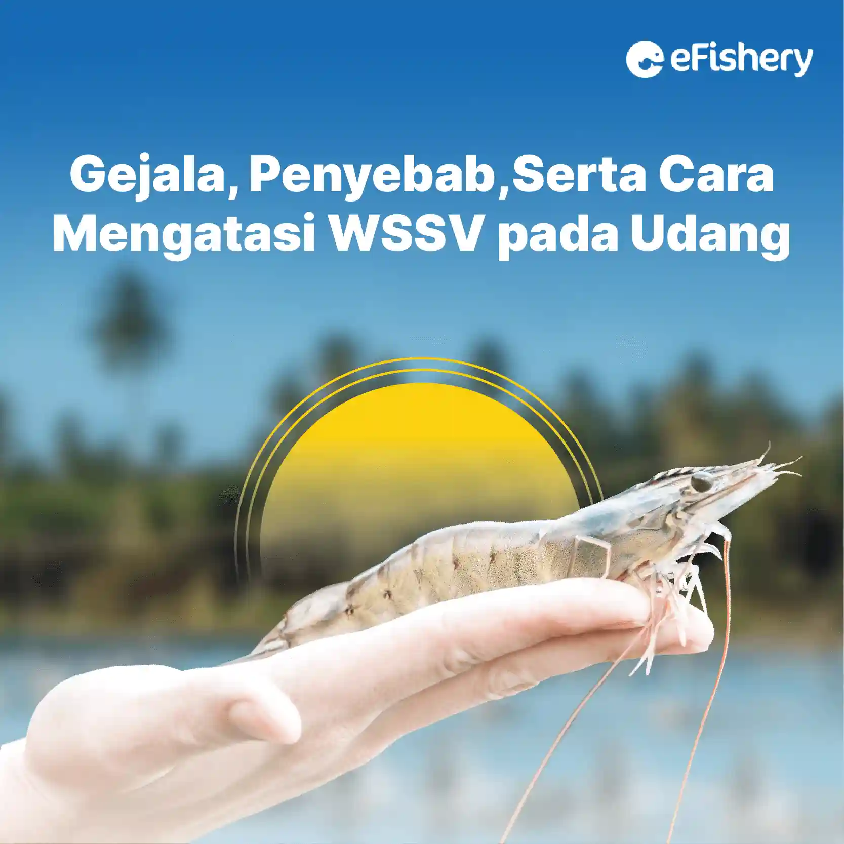 gejala, penyebab, serta cara mengatasi wssv pada udang