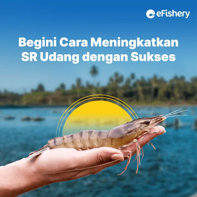 cara meningkatkan sr udang