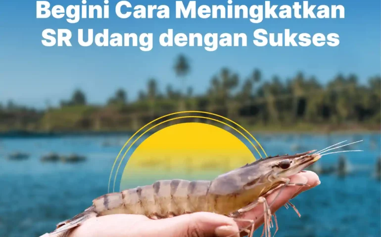 cara meningkatkan sr udang