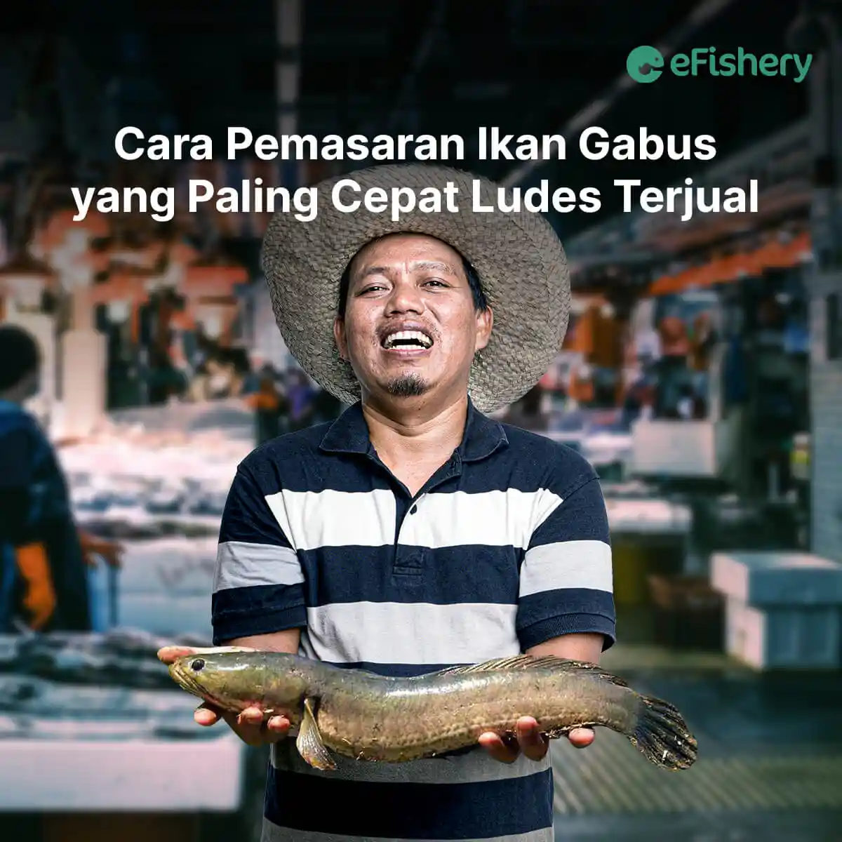 cara pemasaran ikan gabus