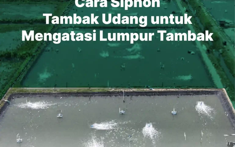 cara siphon tambak udang untuk mengatasi lumpur tambak