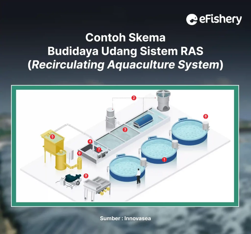 contoh skema budidaya udang sistem ras