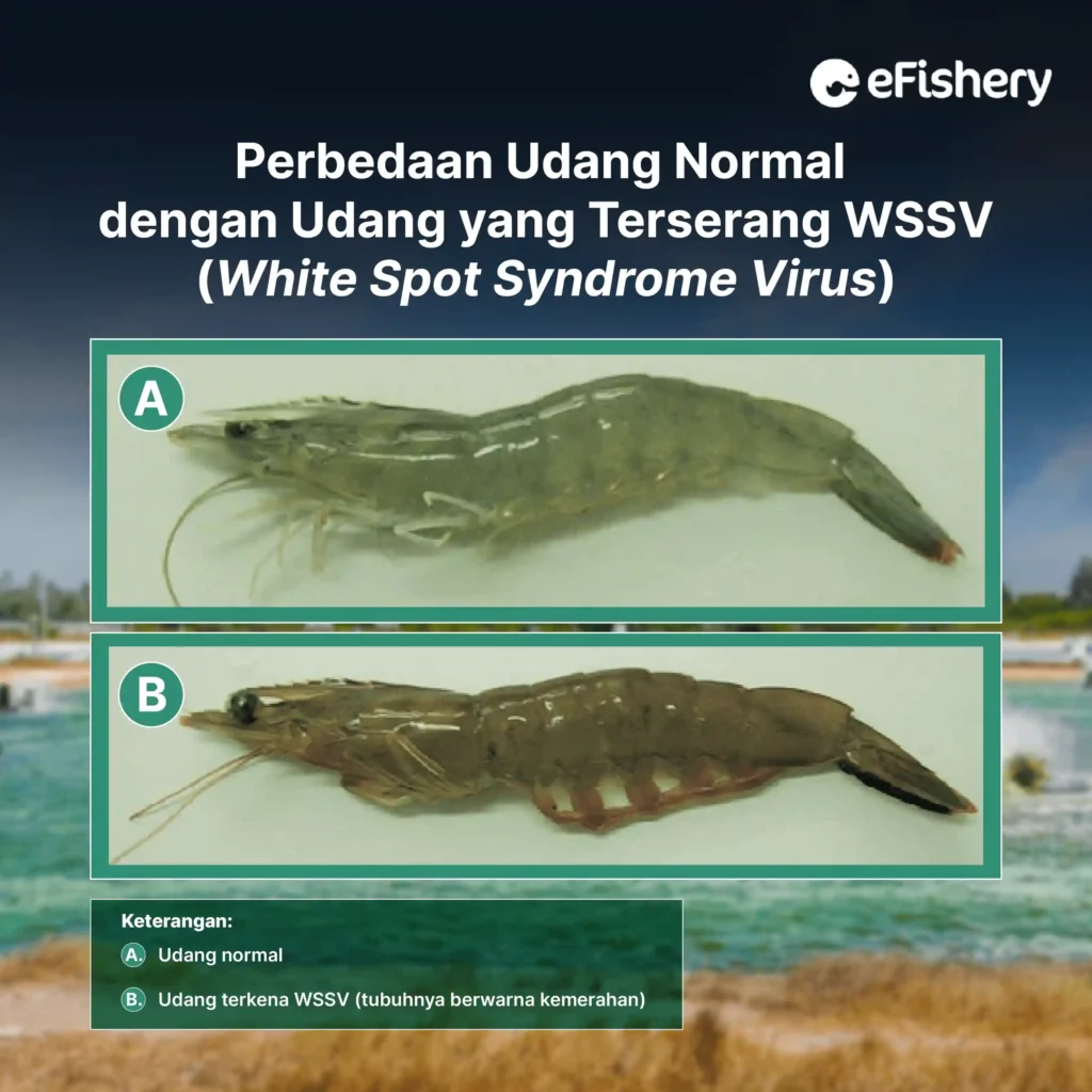 perbedaan udang normal dengan udang yang terserang penyakit wssv