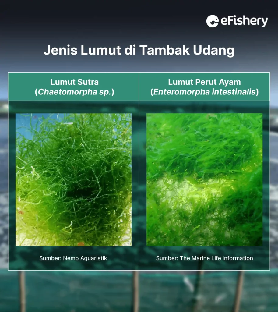 jenis lumut di tambak udang