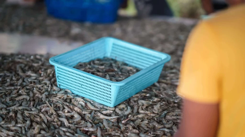 kumpulan udang setelah panen