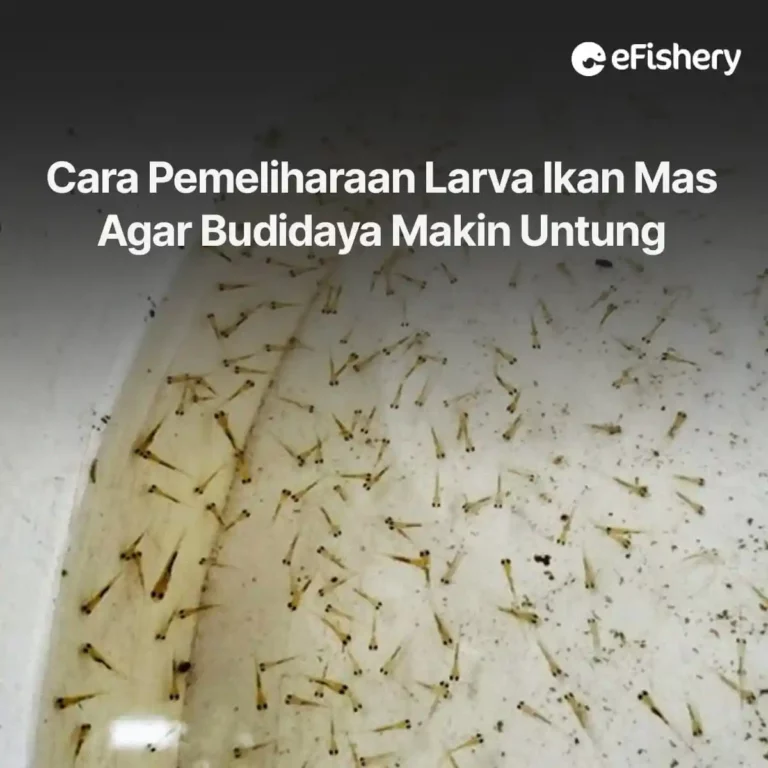 larva ikan mas