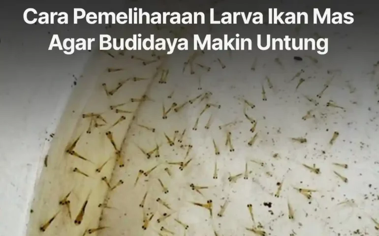 larva ikan mas