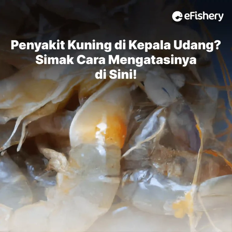 penyakit kuning di kepala udang