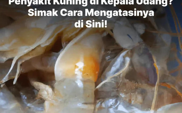 penyakit kuning di kepala udang