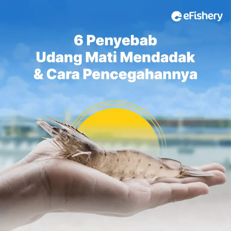 penyebab udang mati mendadak dan cara mencegahnya