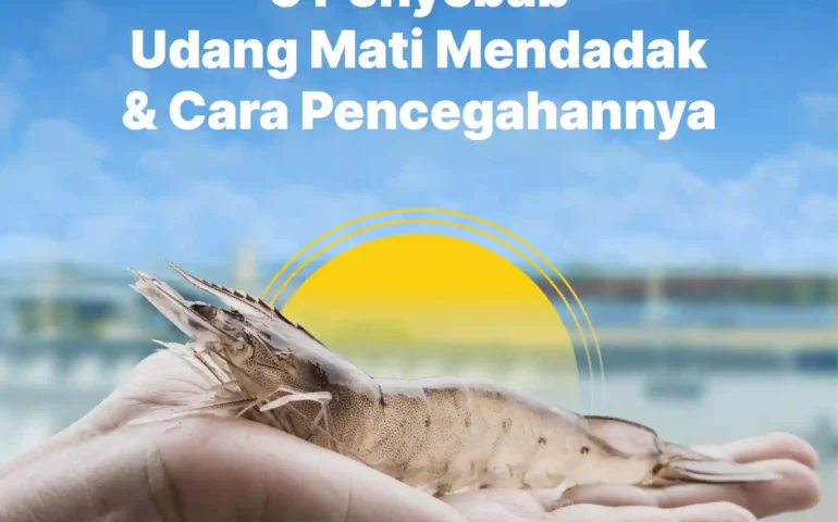 penyebab udang mati mendadak dan cara mencegahnya