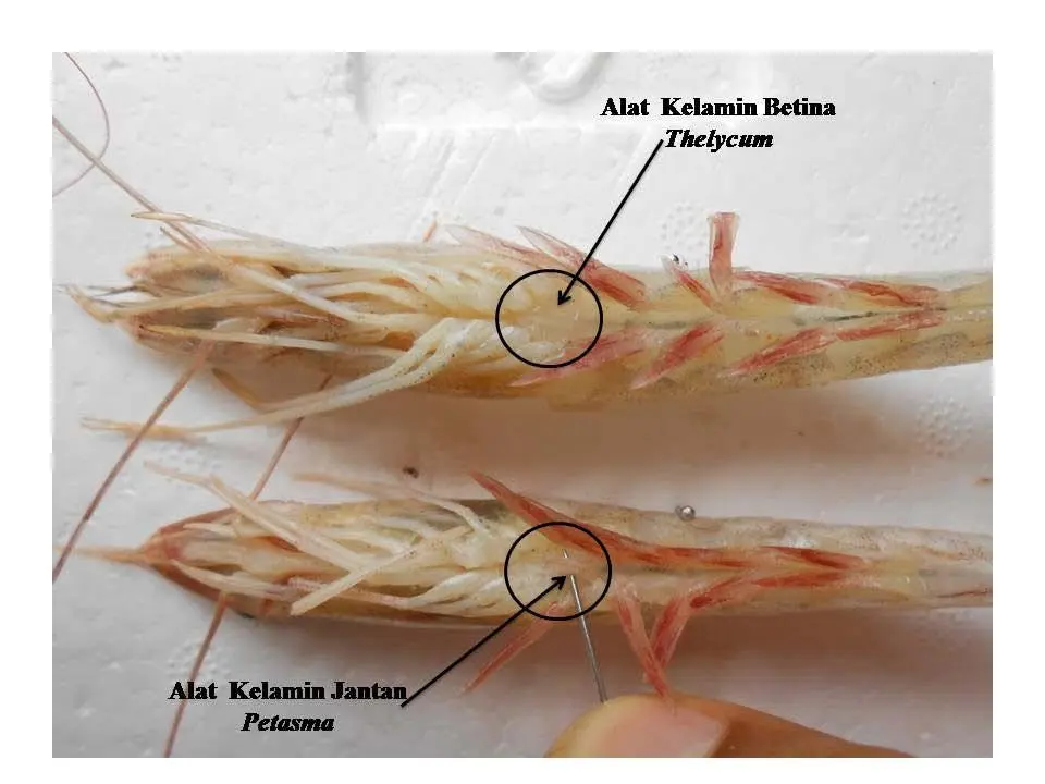 perbedaan alat kelamin induk udang