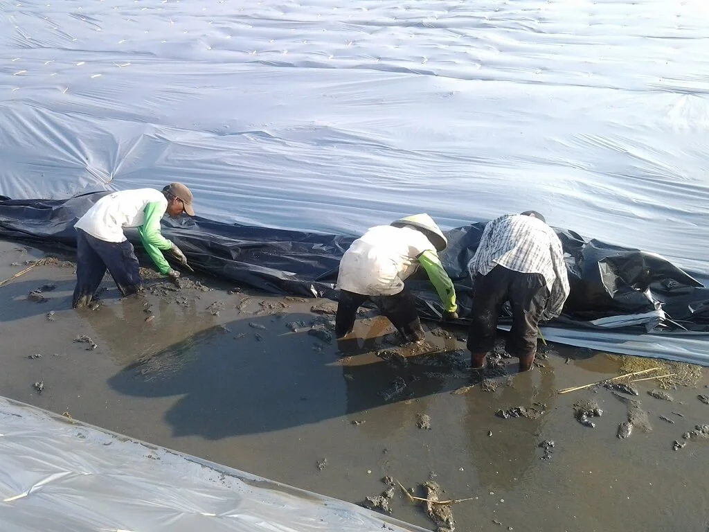 petambak memasang plastik mulsa tambak udang