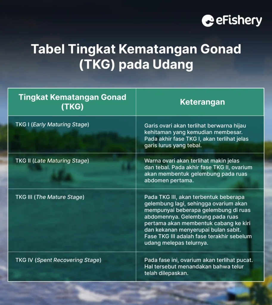 tabel tingkat kematangan gonad (TKG) pada udang