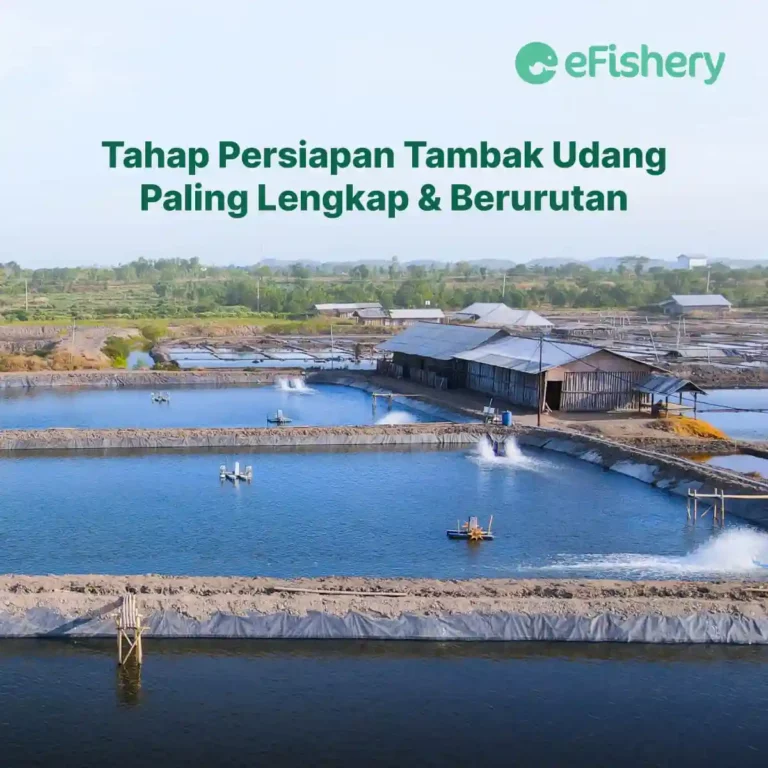 tahap persiapan tambak udang paling lengkap dan berurutan