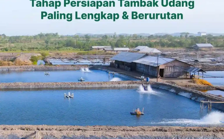 tahap persiapan tambak udang paling lengkap dan berurutan